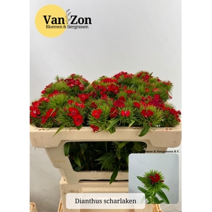 DI BARB B SCHARLAKEN