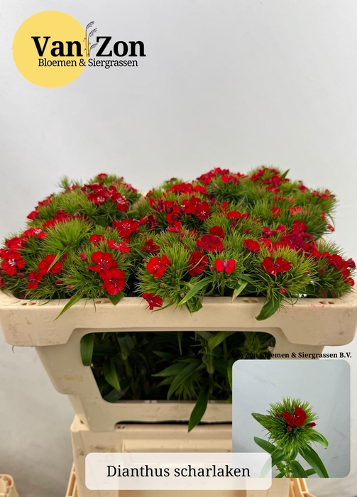 <h4>DI BARB B SCHARLAKEN</h4>