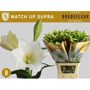 Lilium LA Watch up