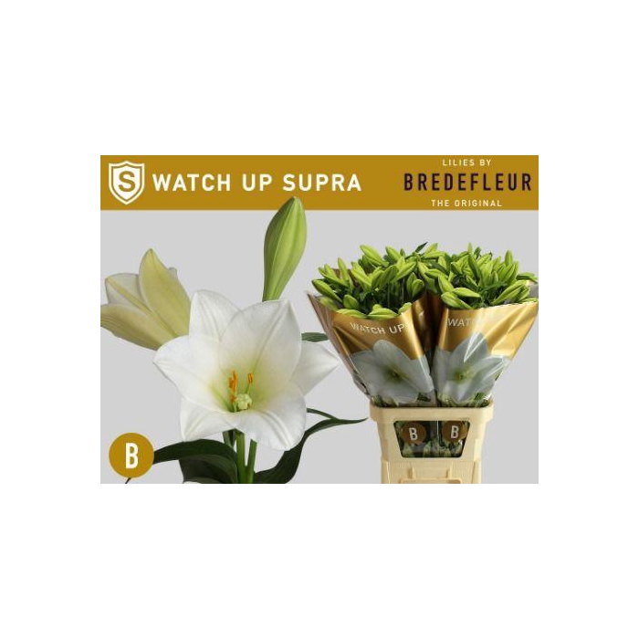 <h4>Li Lf Watch Up</h4>