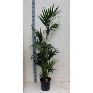 Howea Forsteriana 7pp