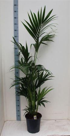 <h4>Howea Forsteriana 7pp</h4>
