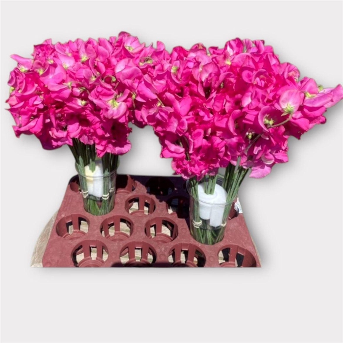 <h4>Lathyr Wi Sunshine Pink</h4>