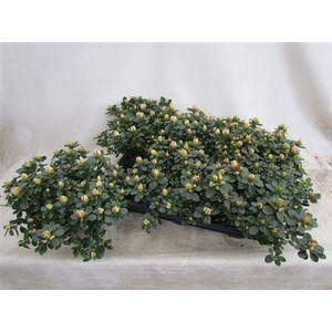 Rhodo Si Sachsen Gem