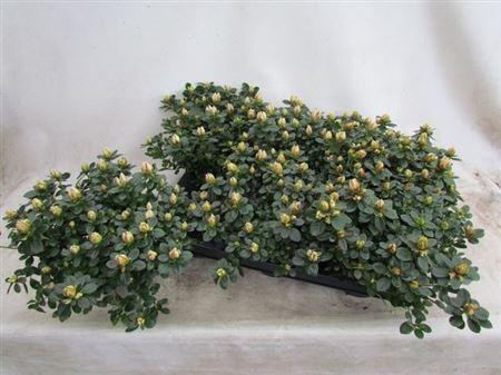 <h4>Rhodo Si Sachsen Gem</h4>