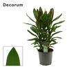 Cordyline Glauca Toef 19 cm (Decorum)