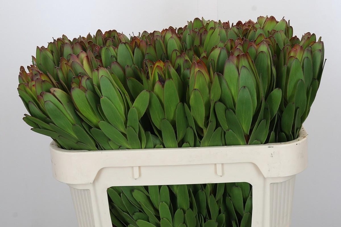 <h4>Leucadendron Goldstrike</h4>