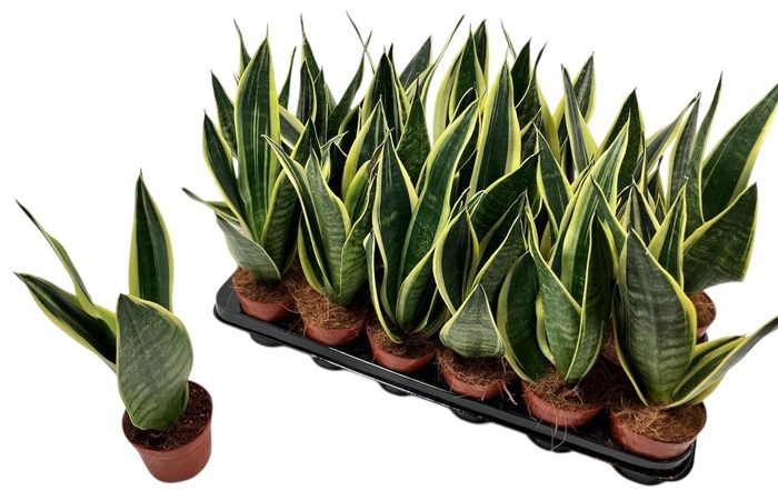 <h4>SANSEV TRIFASCIA OV</h4>