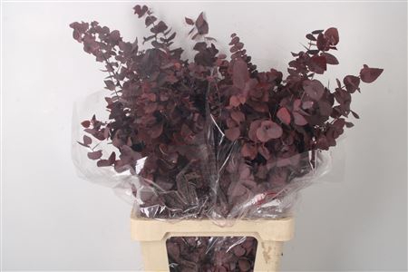 <h4>Stabi Stuartiana Lilac Per Bunch</h4>