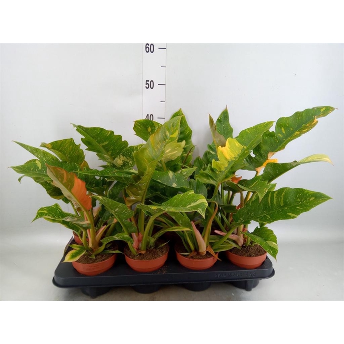 <h4>Philodendron  'Ring of Fire'</h4>