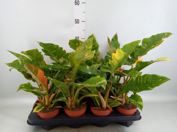 Philodendron  'Ring of Fire'