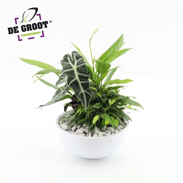 <h4>Arrangement Spathiphyllum in schaal</h4>