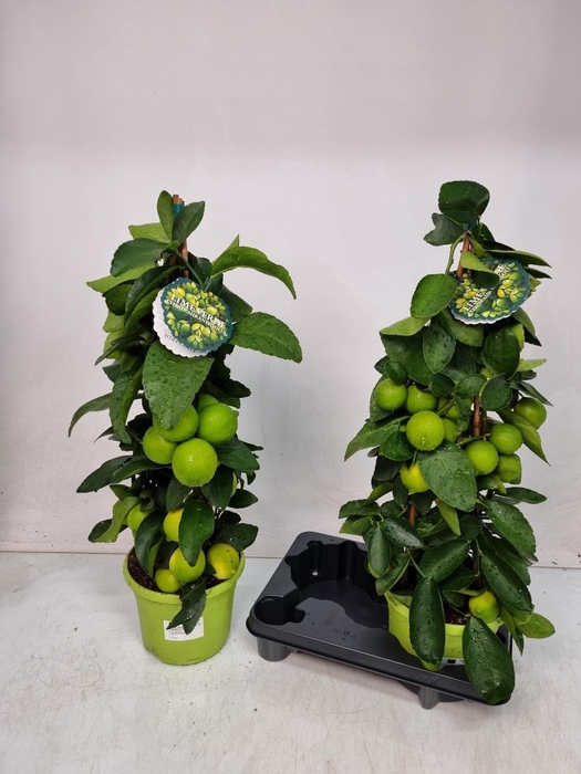 <h4>CITR AURANTIIFOLIA</h4>