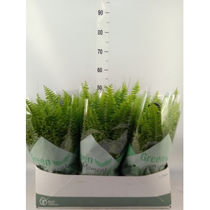 Nephrolepis exal. 'Green Moment'