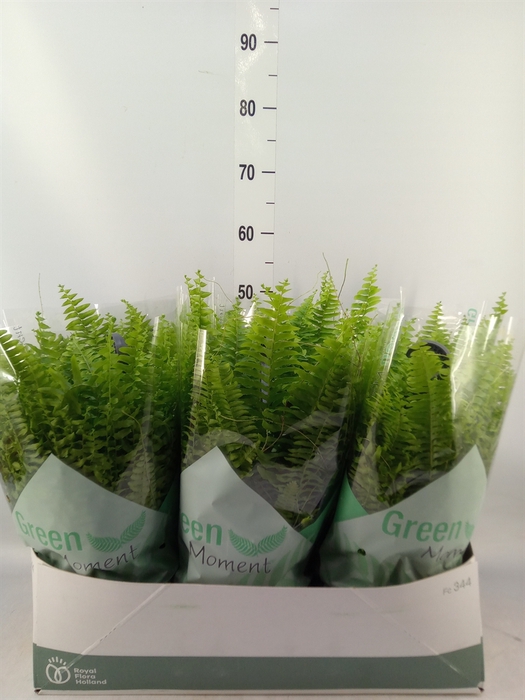 <h4>Nephrolepis exal. 'Green Moment'</h4>