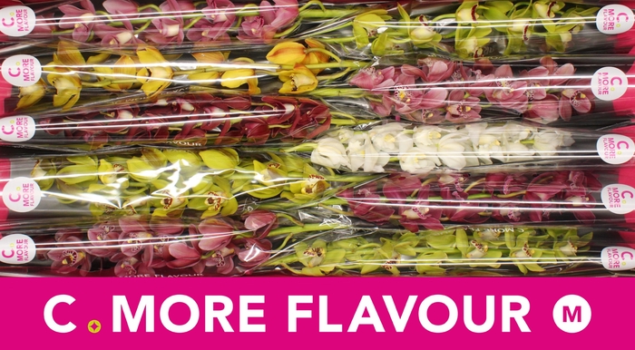 <h4>CYMB MI GEM</h4>