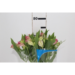 ALSTROEMERIA CHANEL 080 CM