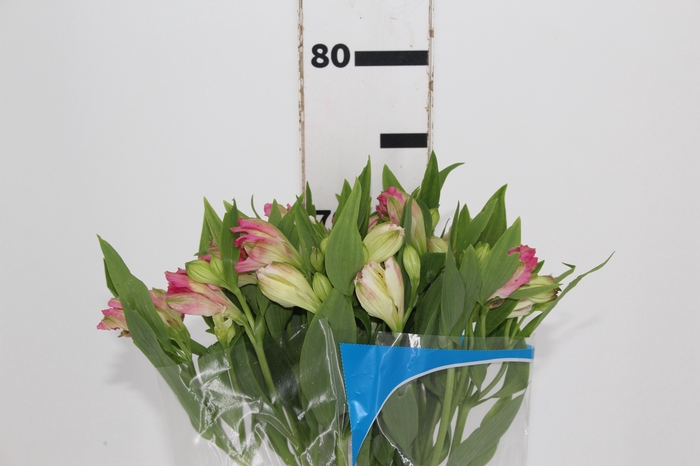 <h4>ALSTROEMERIA CHANEL 080 CM</h4>
