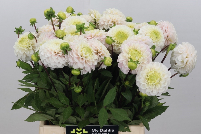 <h4>Dahlia Caro</h4>