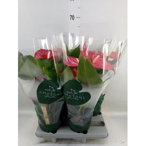 Anthurium andr. 'Nevada'