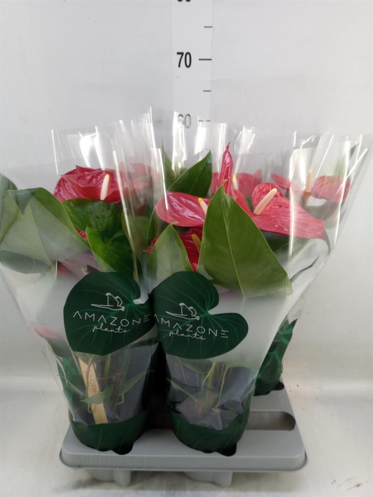 <h4>Anthurium andr. 'Nevada'</h4>