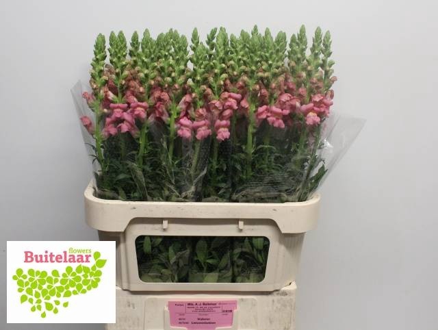 <h4>Antir Potomac Pink Buitelaar</h4>
