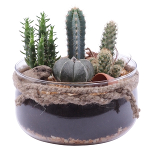 Yearround Arr. Cactus Glass Bowl with Rope Ø20cm 4PP