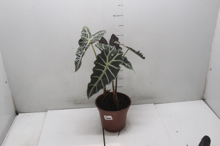 <h4>ALOCASIA POLLY P17</h4>