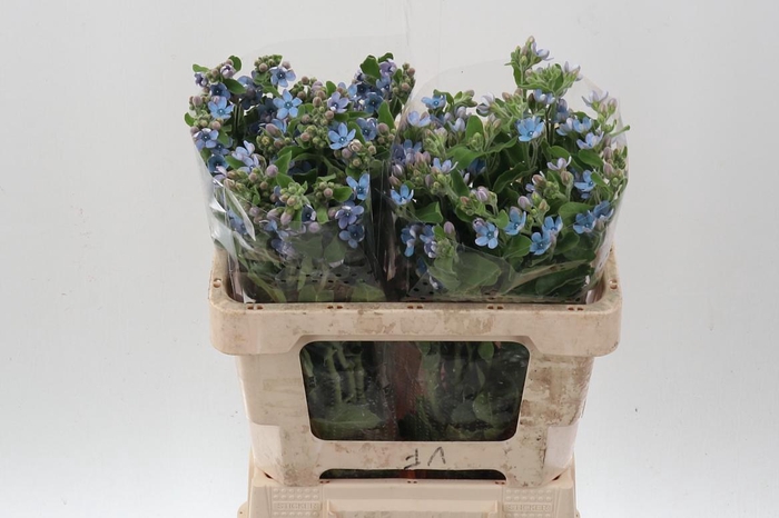 <h4>Oxy Co Tan Pure Blu</h4>