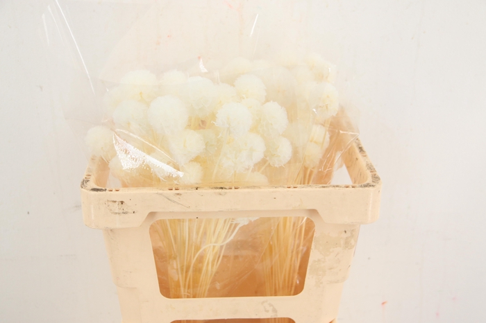 <h4>SCABIOSA STELLATA SBIANCATA</h4>