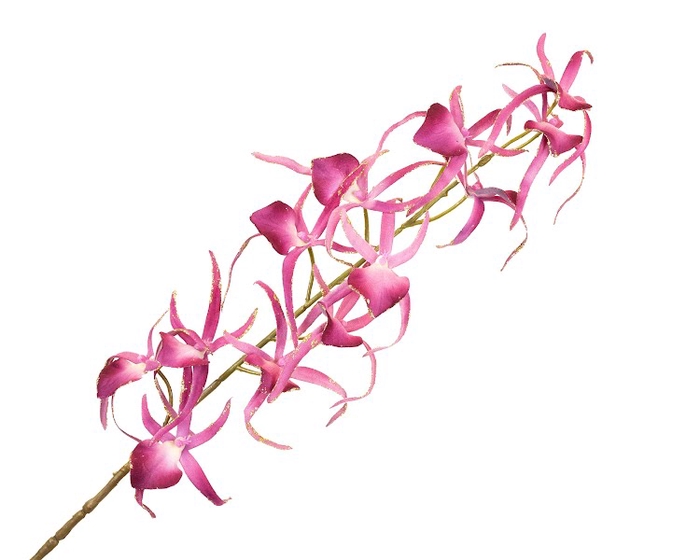 <h4>Oncidium Pink Dark Velvet Diamond</h4>