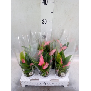 Anthurium andr. 'Lilli'