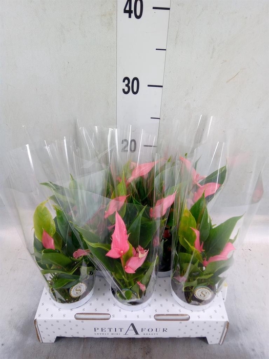 <h4>Anthurium andr. 'Lilli'</h4>