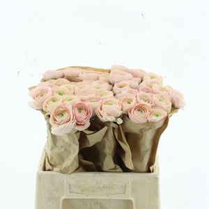 Ran Su Touareq Extra ( Fr )