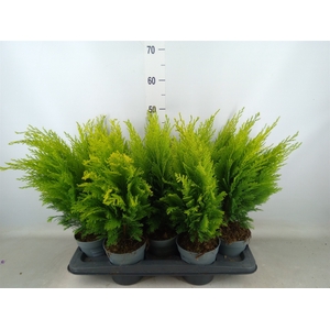 Chamaecyparis laws. 'Ellwoods Emp'