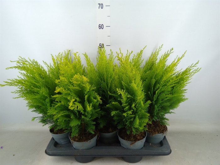 <h4>Chamaecyparis laws. 'Ellwoods Emp'</h4>