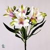 Zantedeschia snowstar