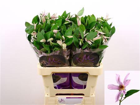 <h4>Clematis Amazing Miami</h4>