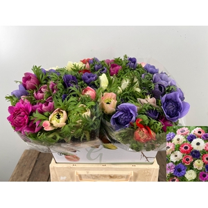 ANEM CO FULLSTAR GEM