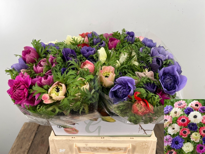 <h4>ANEM CO FULLSTAR GEM</h4>