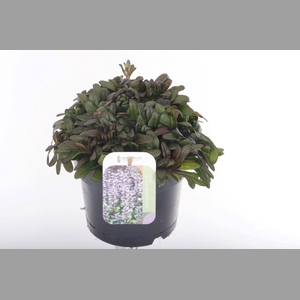 AJUGA REPT