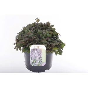 AJUGA REPT