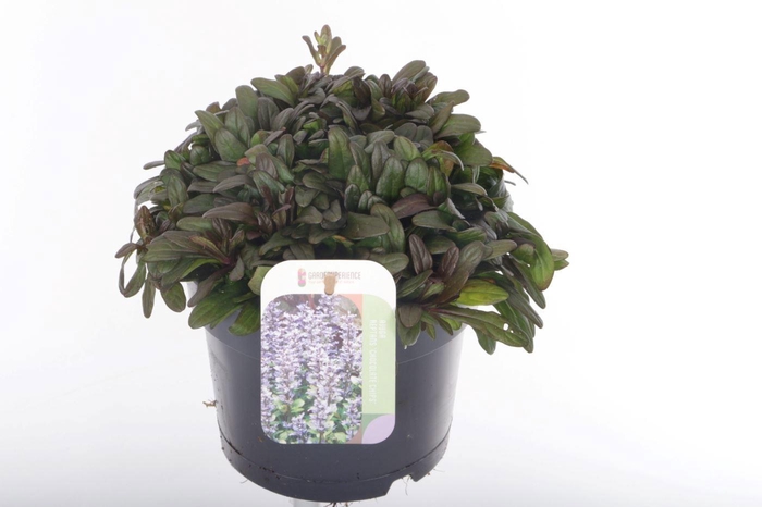 <h4>AJUGA REPT</h4>