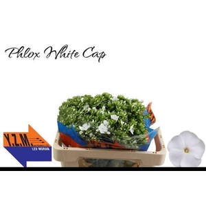 PHLOX P WHITECAP