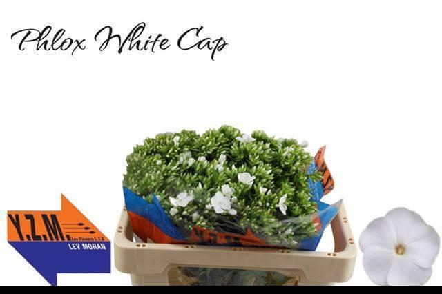 <h4>PHLOX P WHITECAP</h4>