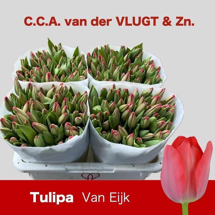 <h4>TU EN VAN EIJK</h4>