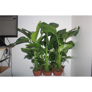 Strelitzia Nicolai 2-3pp