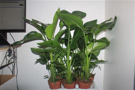 <h4>Strelitzia Nicolai 2-3pp</h4>