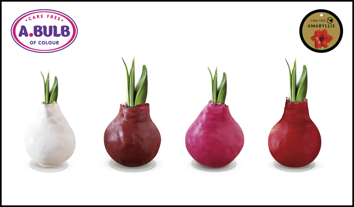 <h4>A.BULB of Colour - 28cm Love Waxed Mix</h4>