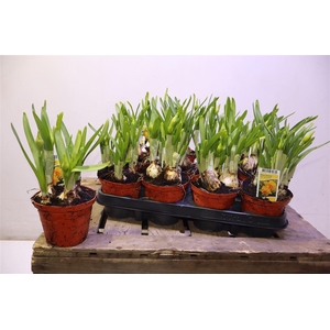 arr8 Narc Tete De Luxe